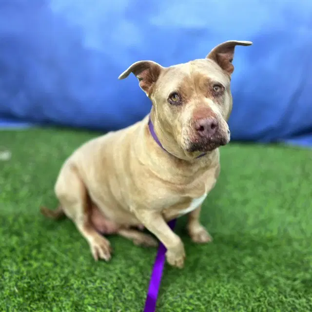 Marmalade - Pit Bull Terrier