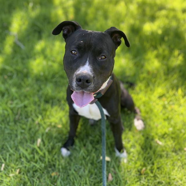 adoptable Dog in Long Beach, CA named *DIPPER