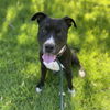 adoptable Dog in Long Beach, CA named *DIPPER