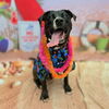 adoptable Dog in long beach, CA named *BUFFALO