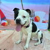 adoptable Dog in  named *VAUGHN