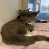 adoptable Cat in Long Beach, CA named *SUSAN