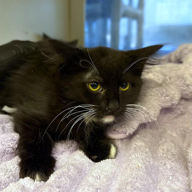 adoptable Cat in Long Beach, CA named *DEBBIE