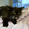 adoptable Cat in Long Beach, CA named *DEBBIE