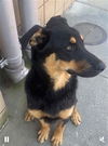 adoptable Dog in Long Beach, CA named *MAXIMUS