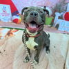 adoptable Dog in  named *BERKLEY