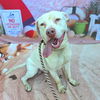 adoptable Dog in  named *WALKER