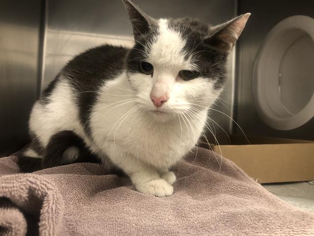 adoptable Cat in Long Beach, CA named BABY
