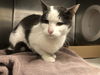 adoptable Cat in Long Beach, CA named BABY