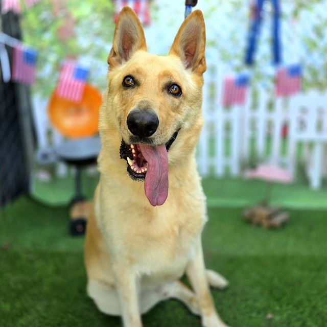 adoptable Dog in Long Beach, CA named TOFU