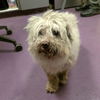 adoptable Dog in  named *CHANDLER