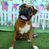 adoptable Dog in long beach, CA named *CANDIE