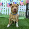 adoptable Dog in  named *DUCKY