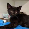 adoptable Cat in long beach, CA named *BARNABAS