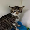 adoptable Cat in long beach, CA named *BEASLEY