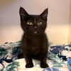 adoptable Cat in long beach, CA named *BINX