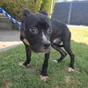 adoptable Dog in long beach, CA named *BIG LOU