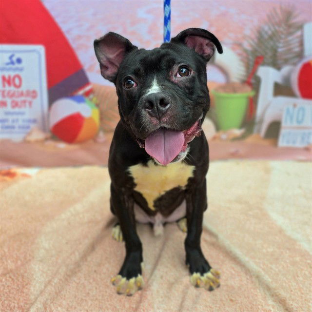 adoptable Dog in Long Beach, CA named *BIG LOU