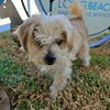 adoptable Dog in  named *STEAMBOAT WILLIE