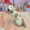 adoptable Dog in  named *SUKI