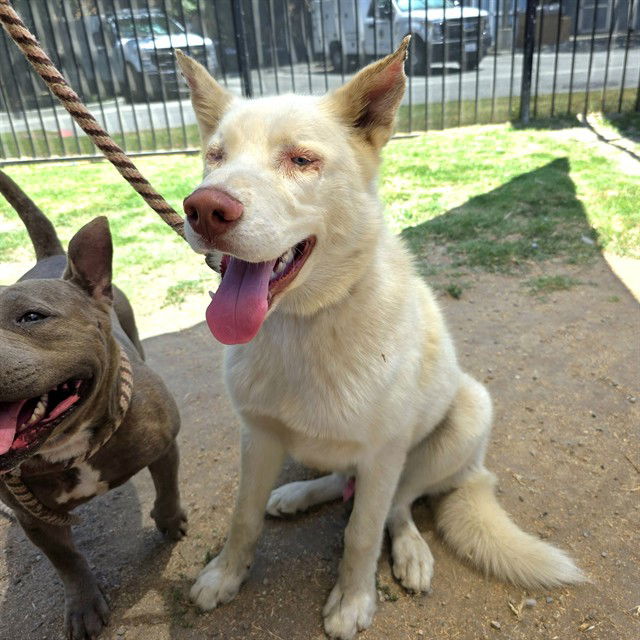 adoptable Dog in Long Beach, CA named *YOGI