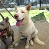 adoptable Dog in Long Beach, CA named *YOGI