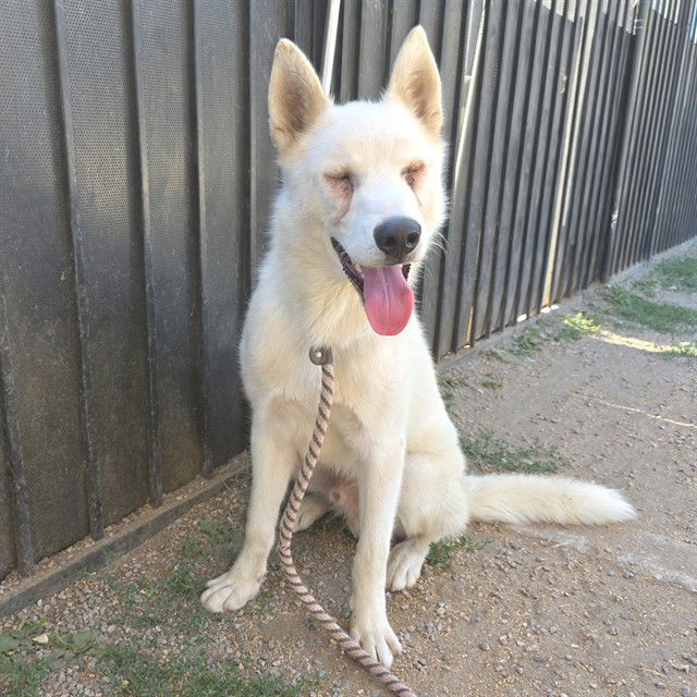adoptable Dog in Long Beach, CA named *YOSHI
