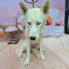 adoptable Dog in Long Beach, CA named *YUMI