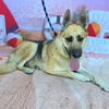 adoptable Dog in Long Beach, CA named *MATHERSON