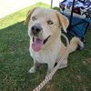 adoptable Dog in Long Beach, CA named *COTTON