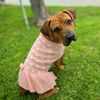 adoptable Dog in  named OLLIE