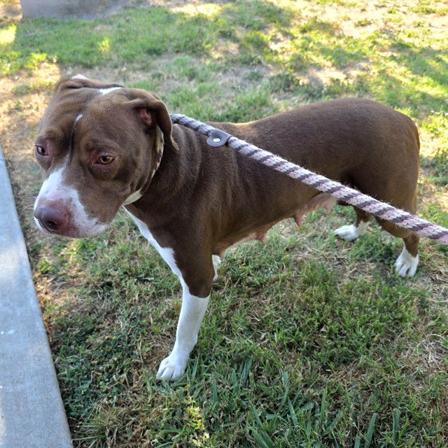 adoptable Dog in Long Beach, CA named *PENNY