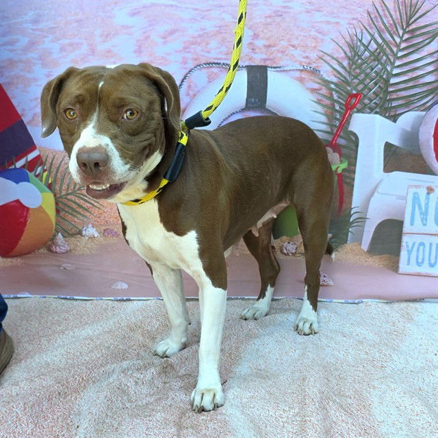adoptable Dog in Long Beach, CA named *PENNY