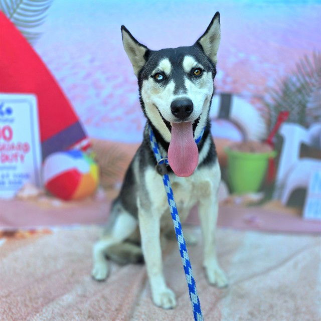 adoptable Dog in Long Beach, CA named *KETCHIKAN