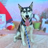 adoptable Dog in  named *KETCHIKAN