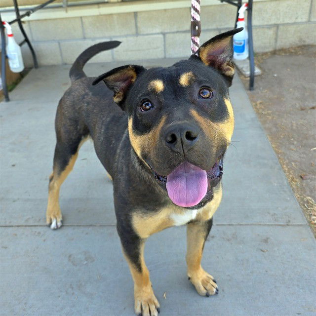 adoptable Dog in Long Beach, CA named *WEDGE