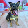 adoptable Dog in  named *WEDGE