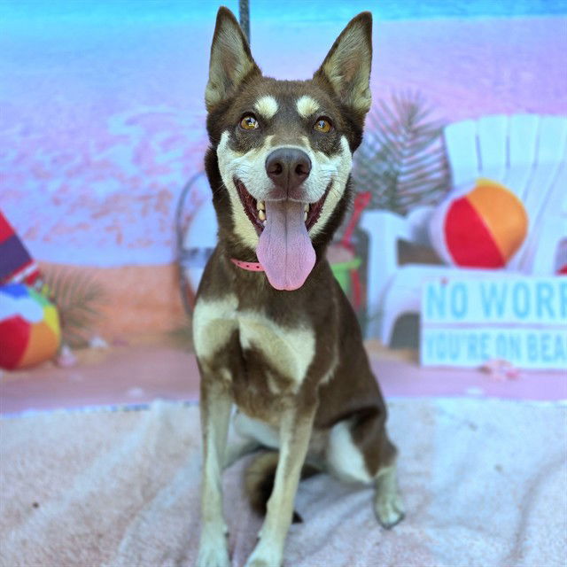 adoptable Dog in Long Beach, CA named EGYPT