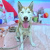 adoptable Dog in  named *LIAM