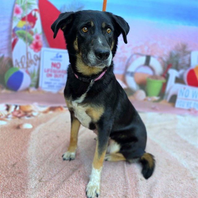 adoptable Dog in Long Beach, CA named *MATILDA