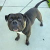 adoptable Dog in Long Beach, CA named *STUBBS