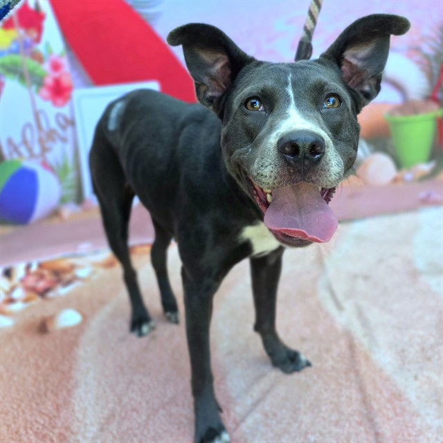 adoptable Dog in Long Beach, CA named *PRISCILLA