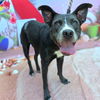 adoptable Dog in Long Beach, CA named *PRISCILLA
