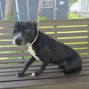 adoptable Dog in Long Beach, CA named *PRESLEY