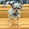 adoptable Dog in  named *LUIGI