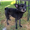 adoptable Dog in  named *OZZIE
