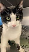 adoptable Cat in Long Beach, CA named *PORTOBELLO