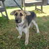 adoptable Dog in Long Beach, CA named *MIRANDA