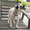 adoptable Dog in  named *MADAME ZERONI