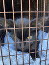 adoptable Cat in Long Beach, CA named *GIGGLES